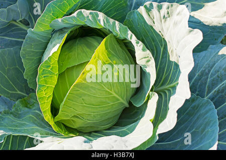 Organic Cabbage. Fresh Green Head of Cabbage on the Field Ready to Harvest. Stock Photo