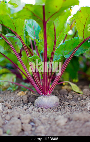 Beet in the Ground Close Up. Organic Beetroot in the Vegetable Garden. Stock Photo
