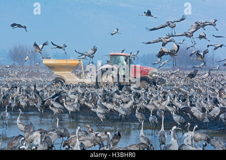 Farmer spreading maize for Common Cranes, Grus grus, wintering at  the Hula Lake Park, known in Hebrew as Agamon HaHula in the H Stock Photo