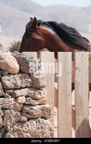 Fuerteventura, Canary Islands, North Africa, Spain: a horse behind a stone wall and a wooden fence in the little village of El Roque Stock Photo