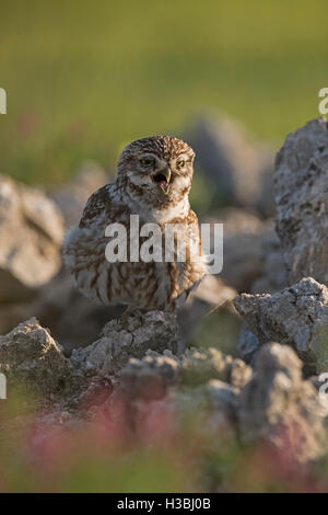 Little Owl Athene noctua calling Montgai Spain April Stock Photo