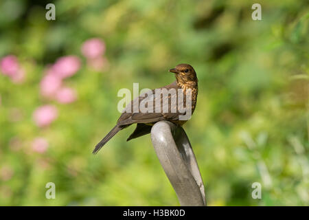 Blackbird Turdus merula juvenile sun bathing on spade handle in garden UK summer Stock Photo
