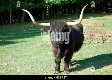 Black Scottish Highlands Bull cow cattle with long horns Stock Photo
