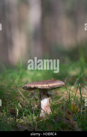 Solitary toadstool on the forest floor in autumn in the New Forest National Park in Hamphire, England Stock Photo