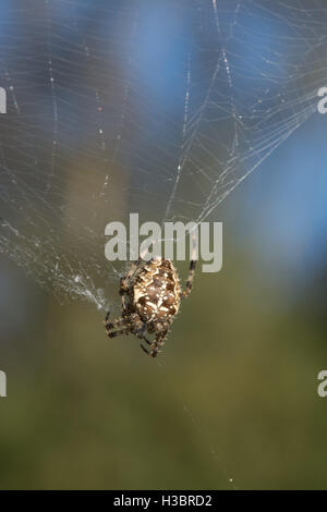 Garden spider, garden orb-weaver or cross spider (Araneus diadematus) in Surrey, England Stock Photo