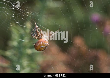 Brightly colored female four-spotted orb-weaver spider (Araneus quadratus) with prey caught in its web in Surrey, UK Stock Photo