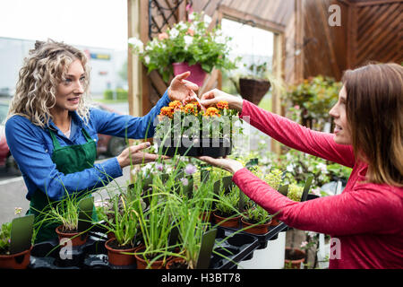 Woman buying potted plants Stock Photo