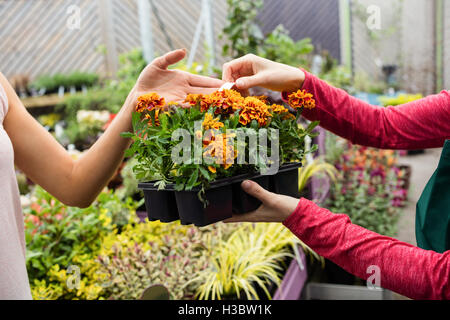 Woman buying potted plants Stock Photo