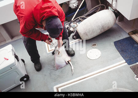 Fisherman removing hook from a ray fish Stock Photo