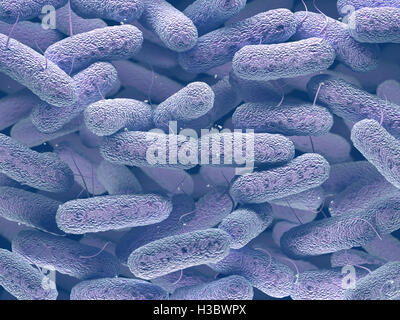 Enterobacteriaceae: large family of Gram-negative bacteria that includes many of the more familiar pathogens. Stock Photo