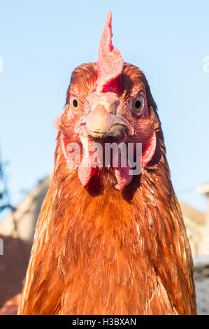 Small flock of eight free range chicken hens that roam in a fenced area in a back garden.Small egg production for home use.Wales,Welsh,UK. Stock Photo