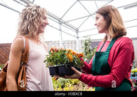 Woman buying potted plants Stock Photo