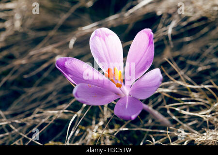 Spring, the first flowers, colorful crocuses blooming, beautiful nature background, close-up, blurred background Stock Photo