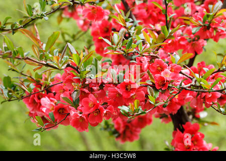 The bright red  flowers in spring , nice natural background Stock Photo