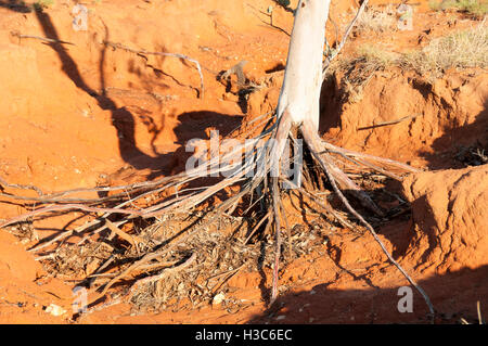 Eclipsed Roots Eucalyptus Exposed Tree Roots - Kimberley - Australia Stock Photo - Alamy