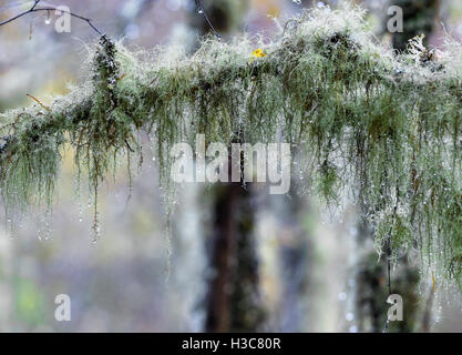 Lichen growing on the small branches of a beech tree in a damp Scottish Wood. Stock Photo