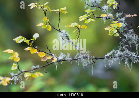 Lichen and moss growing on the small branches of a beech tree in a damp Scottish Wood. Stock Photo