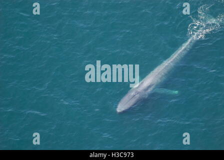 Adult Blue Whale((Balaenoptera musculus) aerial view off of Channel Islands, California, USA Stock Photo