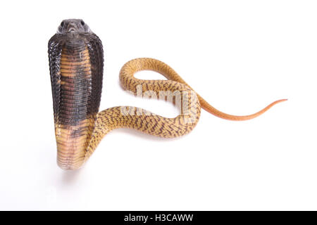 Egyptian cobra, Naja haje, baby Stock Photo