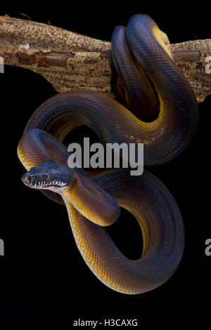 White lipped python,Bothrochilus albertissi , Indonesia Stock Photo