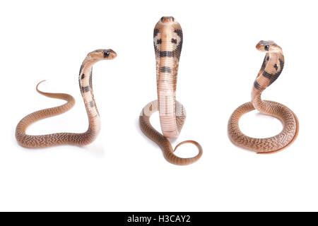 Indian cobra, Naja naja, babies Stock Photo