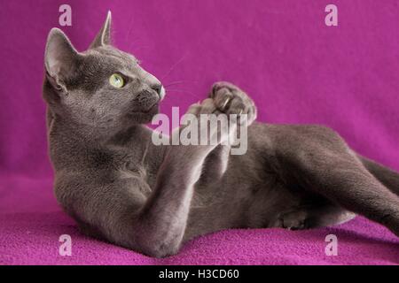 Russian blue cat playing on pink background Stock Photo