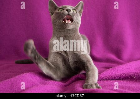 Russian blue cat playing on pink background Stock Photo
