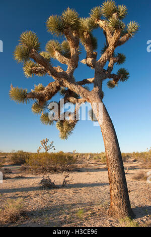 Joshua tree (Yucca brevifolia) growing in Joshua Tree National Park, California, USA Stock Photo