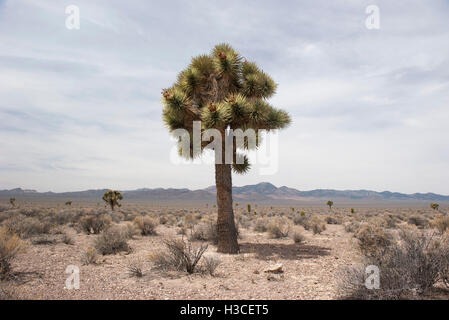 Joshua tree (Yucca brevifolia) growing in the desert Stock Photo