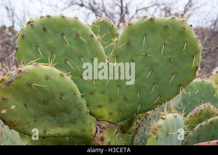 Close up of a heart shaped cactus leaf - possible concept for love of  hiking or thorny relationships Stock Photo - Alamy