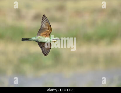 Blue-cheeked Bee-eater - Merops persicus Stock Photo