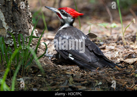 Pileated Woodpecker, Dryocopus pileatus, feeding on the ground in Huntsville State Park, Texas, USA Stock Photo