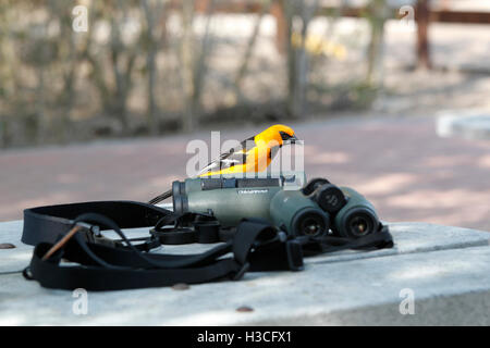 Altamira Oriole, Icterus gularis, with picnic table and binoculars Stock Photo