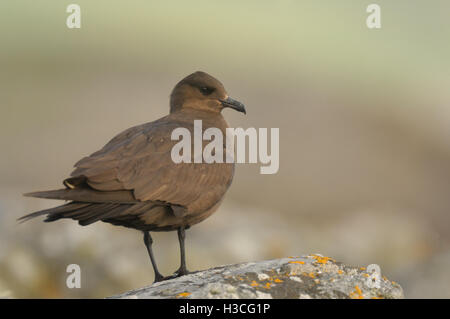 Arctic Skua ( Stercorarius parasiticus) dark morph perched on Rock, Shetland Isles, June Stock Photo