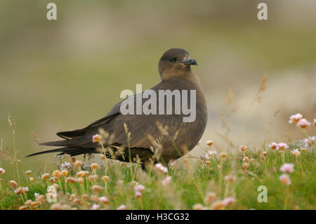 Arctic Skua ( Stercorarius parasiticus) dark morph perched among grasses, Shetland Isles, June Stock Photo