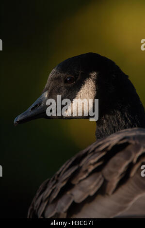 Canada Goose Branta Canadensis headshot, close up profile, Essex, November Stock Photo