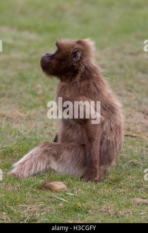 Photo of a female Gelada Baboon sitting on the grass Stock Photo