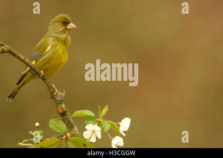 Greenfinch Carduelis chloris perched on Apple Blossom, Devon, April Stock Photo