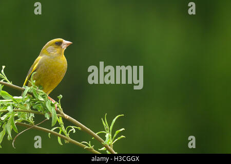 Greenfinch Carduelis chloris perched on branch, Devon, April Stock Photo