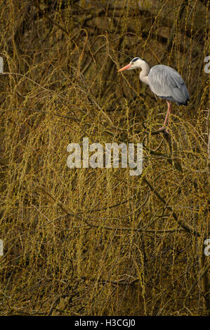 Grey Heron Ardea cinerea perched in Willow, Herts, March Stock Photo