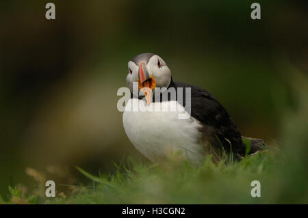 Atlantic Puffin (Fratercula arctica) calling to mate, Shetland Isles, June Stock Photo