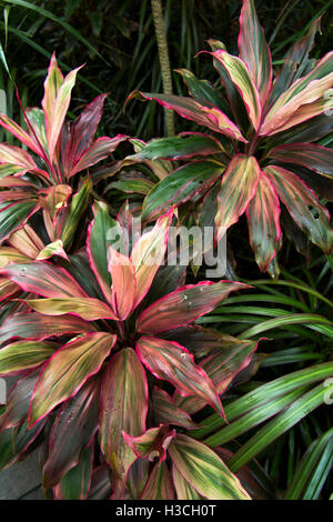 Singapore, Botanic Gardens, Foliage Garden, red and green variegated cordyline leaves Stock Photo