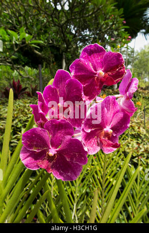 Singapore, Botanic Gardens, National Orchid Garden, red orchids Stock Photo