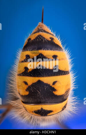 Extreme magnification - Wasp body with stinger Stock Photo