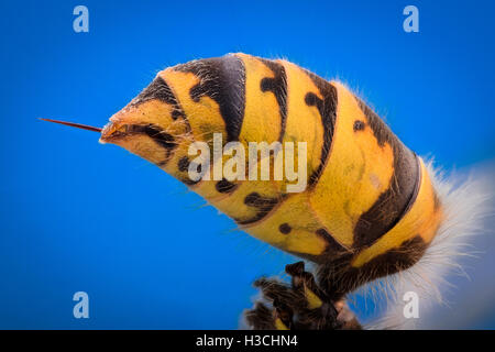 Extreme magnification - Wasp body with stinger Stock Photo