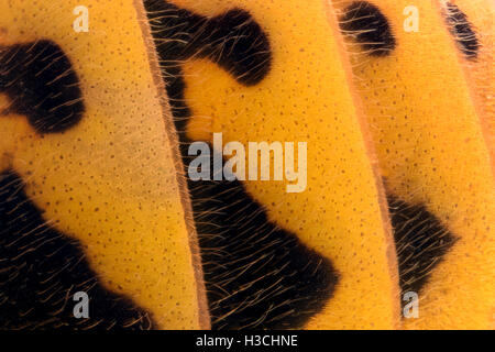 Extreme magnification - Wasp body details Stock Photo