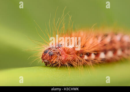 Extreme magnification - Red Caterpillar on a leaf Stock Photo