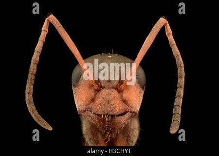 Extreme magnification - Ant portrait