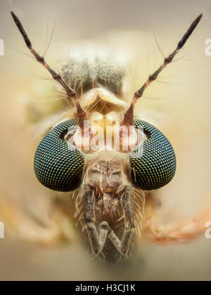 Extreme magnification - Mosquito head, thin antennas Stock Photo