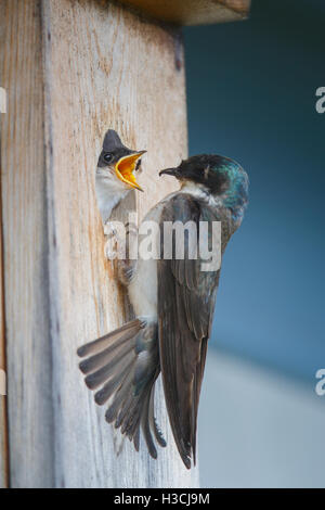 Tree Swallow, Seward, Alaska. Stock Photo